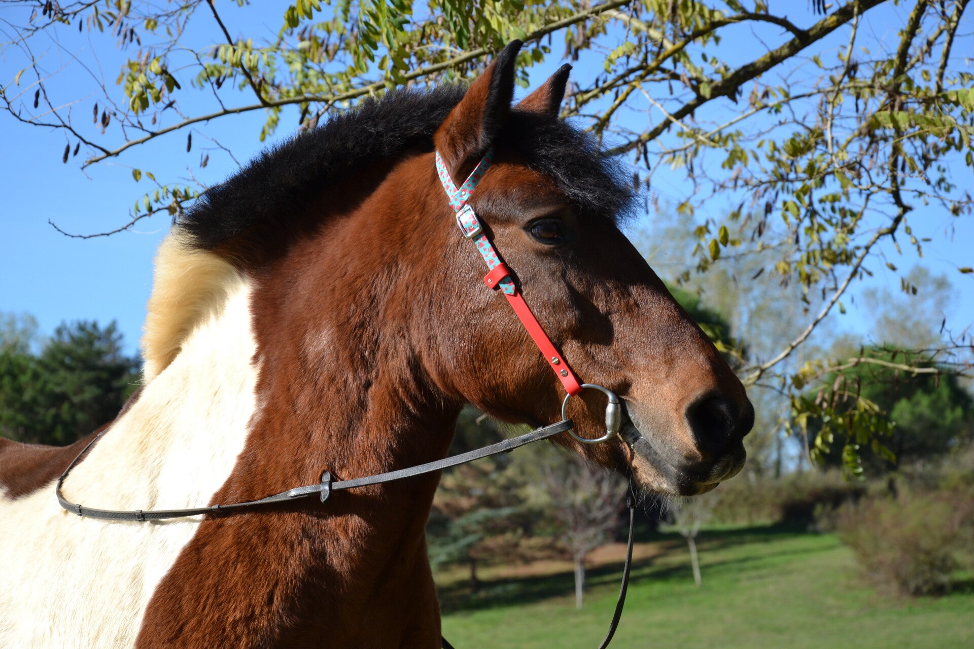 Bridon western 1 oreille en biothane