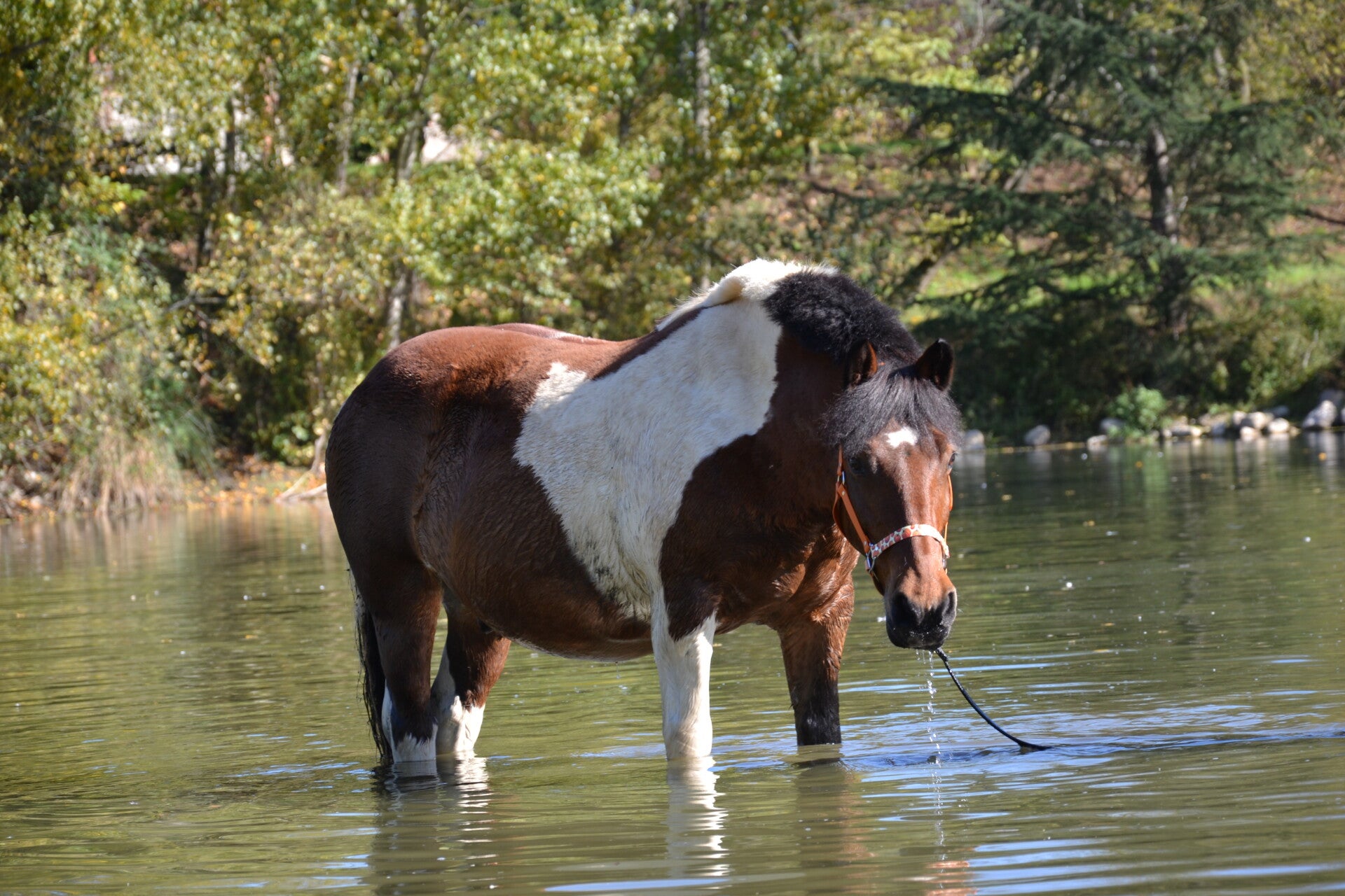 Licol en Biothane – Taille FULL