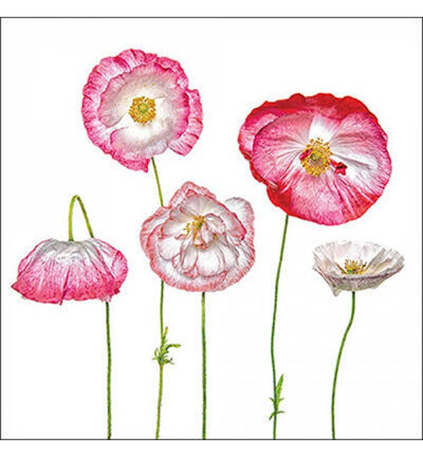 Pale poppies nr.1002