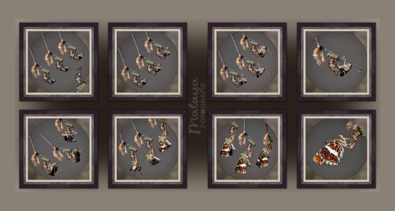 Malaya Makrofotografie, das Ausschlüpfen des Schmetterlings Landkärtchen aus dem Kokon, in schrittweiser Darstellung, als Wandkunst-Bilderserie 