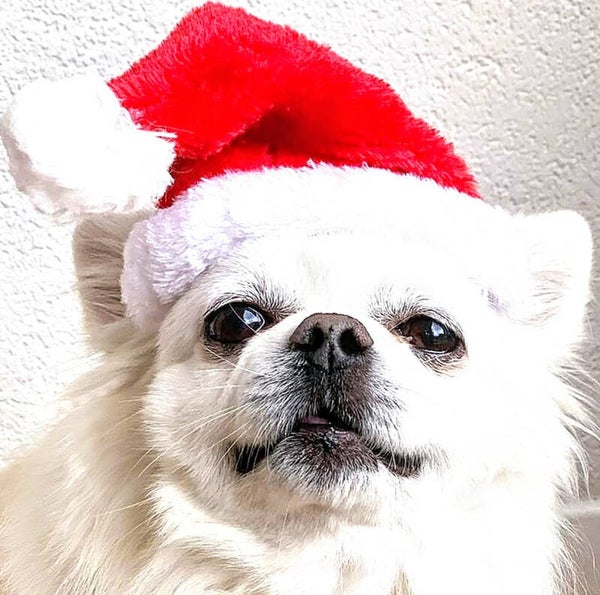 Kerstmutsje voor hond en/of katten