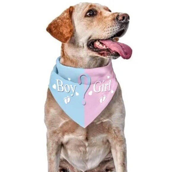 Honden bandana Boy or Girl roze/blauw