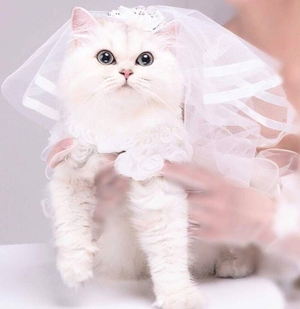 Sluier voor katten