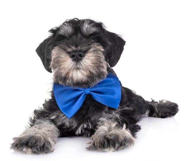 Honden strikje blauw maat S en L