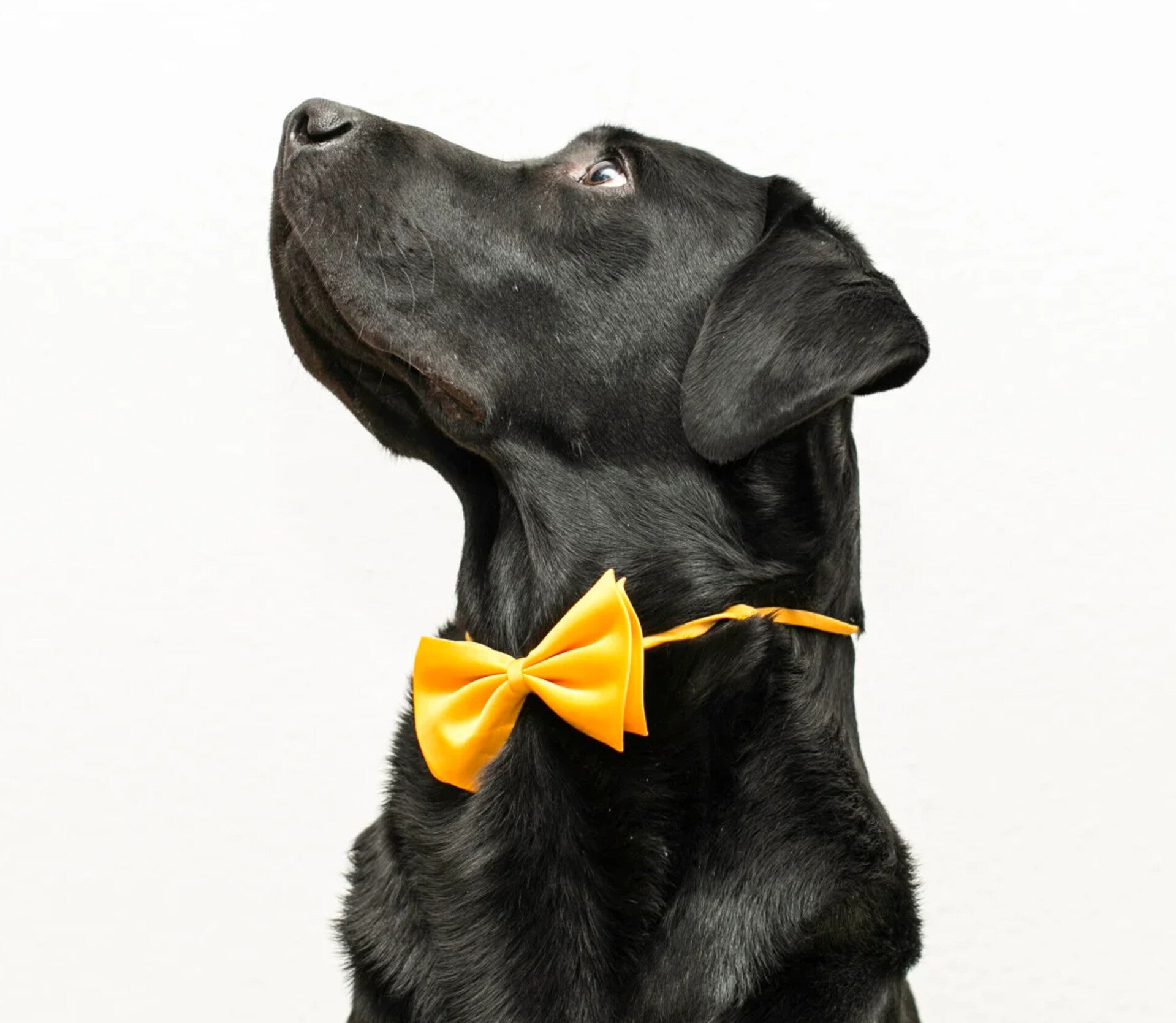 Honden strikje geel maat S en L