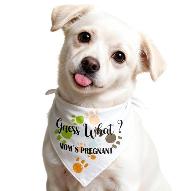 Honden bandana Guess What? Mom's Pregnant