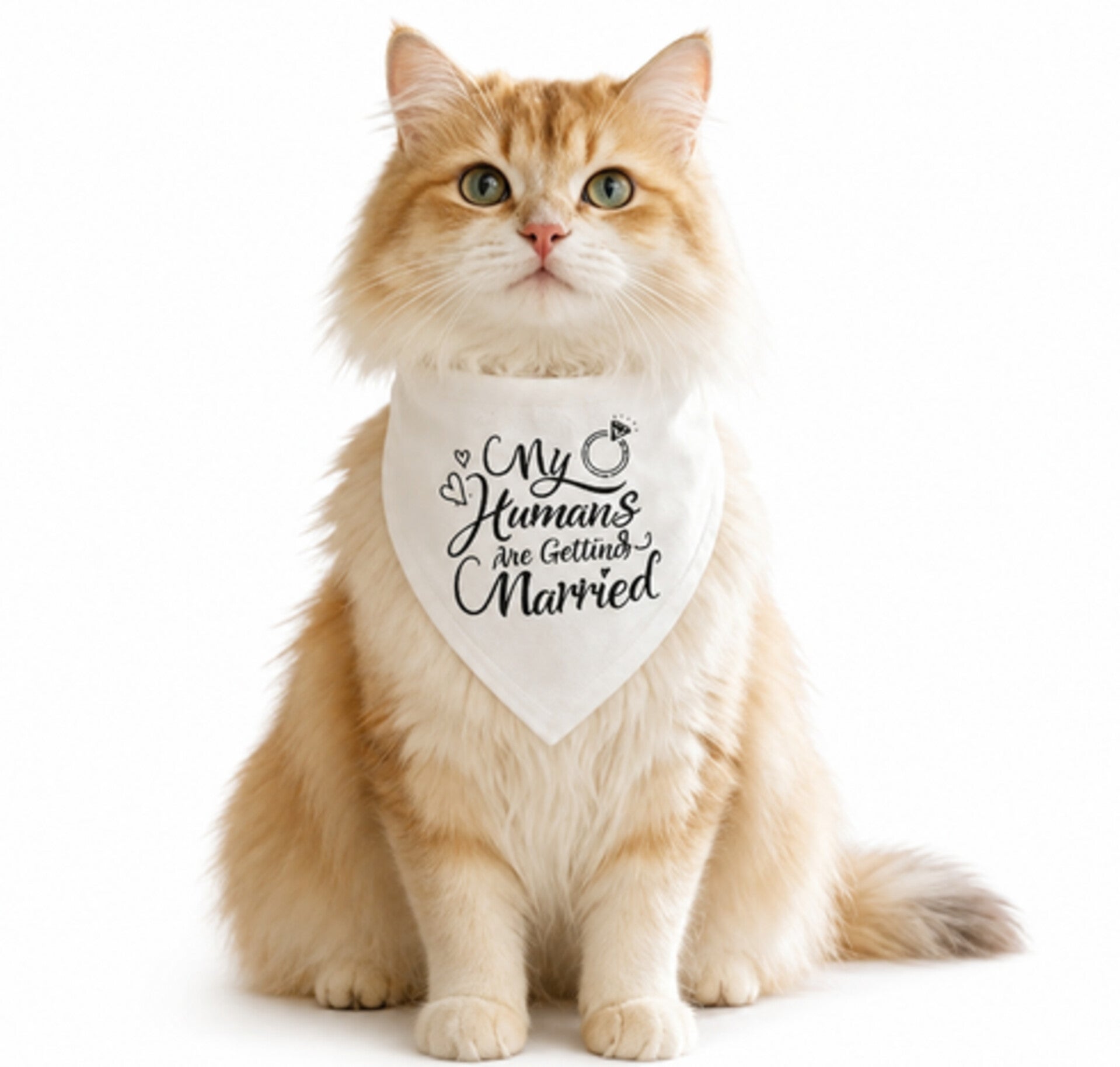 Katten bandana My Humans are getting Married