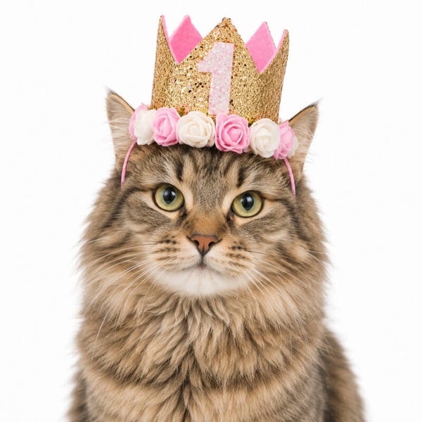 Katten verjaardagshoedje goud wit roze 1