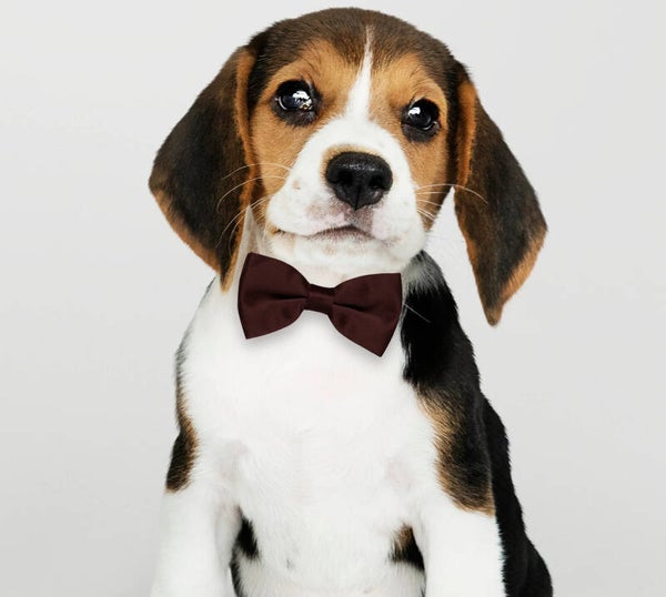 Honden strikje bruin maat S en L