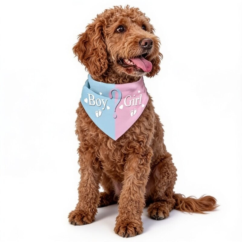 Honden bandana Boy or Girl roze/blauw