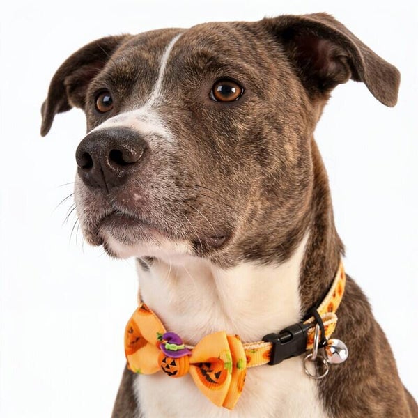 Halloween halsband Pumpkin voor katten en/of kleine tot middelgrote honden