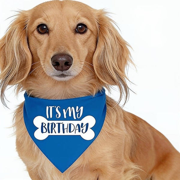 Honden bandana It's my Birthday blauw
