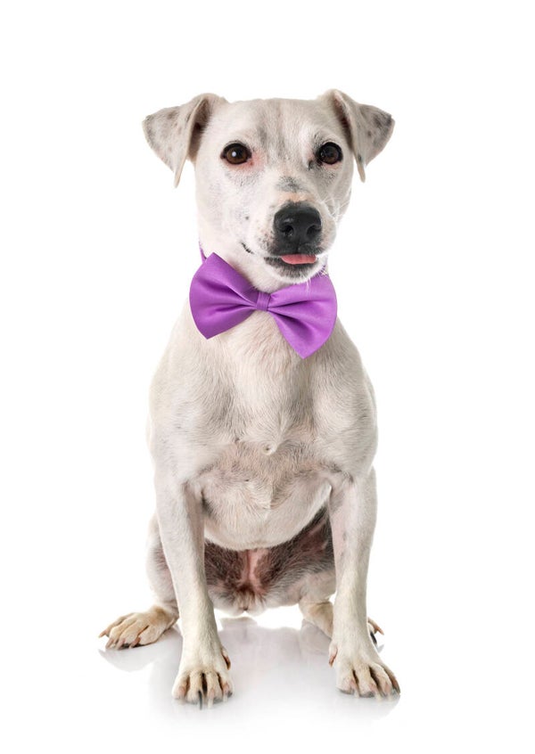 Honden strikje lila maat S en L