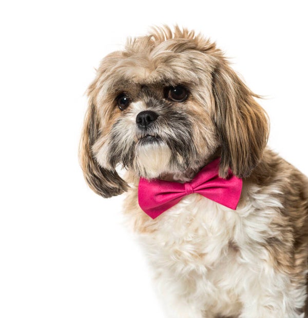 Honden strikje donker roze maat S en L
