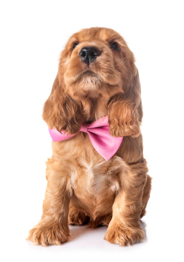 Honden strikje licht roze maat S en L