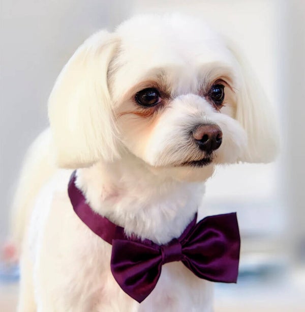 Honden strikje pruimkleurig maat S en L
