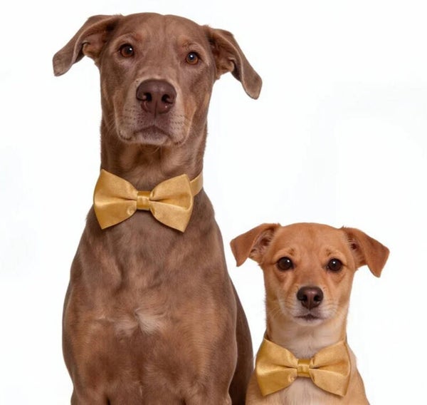 Honden strikje goud maat S en L