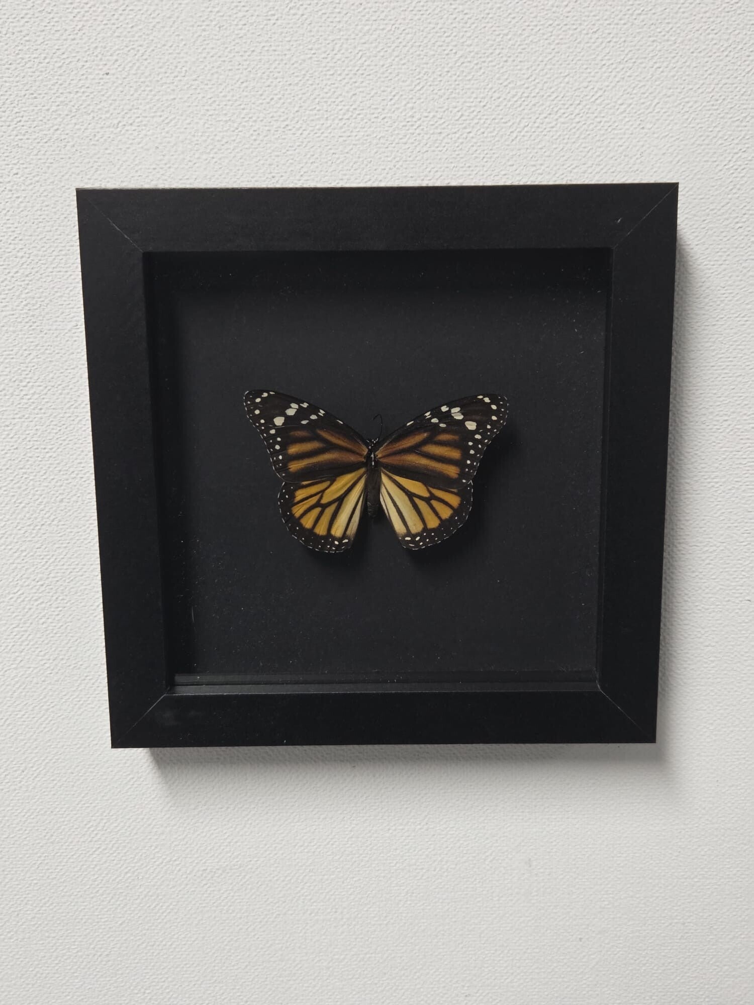 Danaus Plexippus, Monarch vlinder