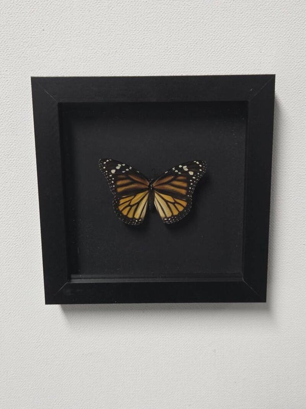 Danaus Plexippus, Monarch vlinder