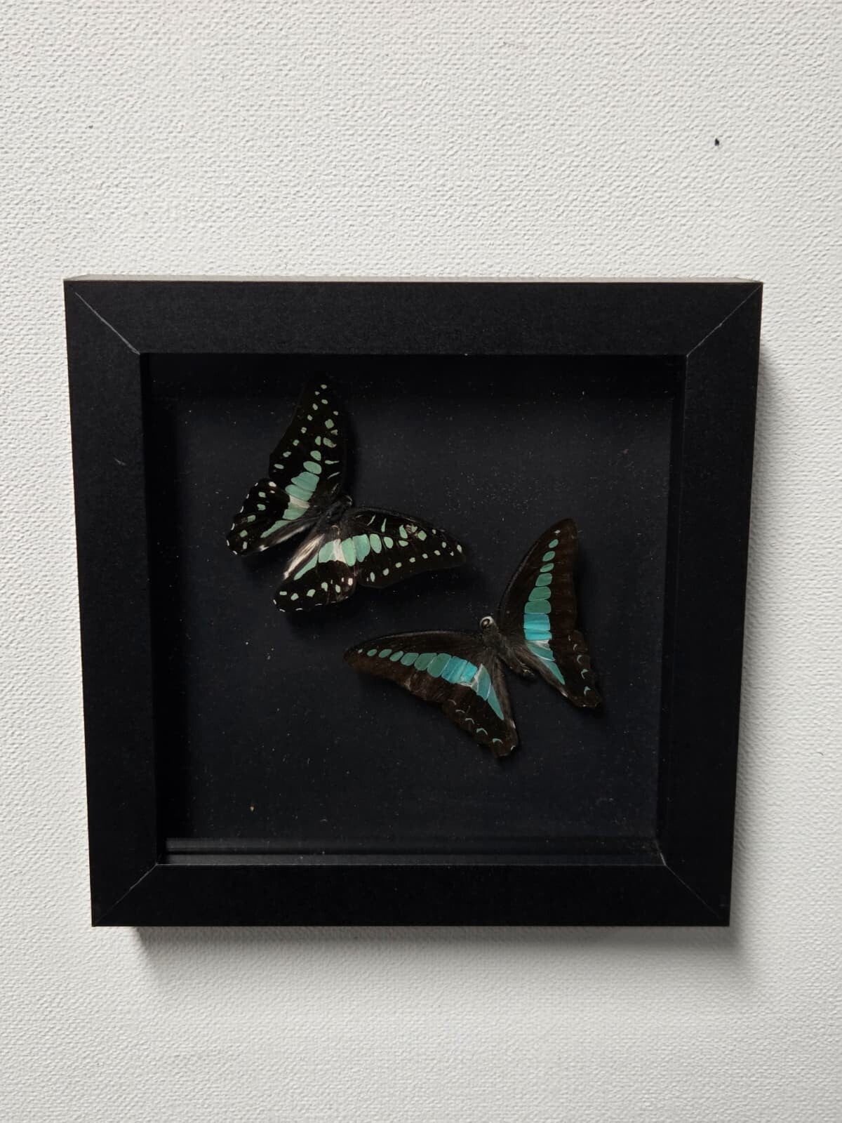 Graphium doson & Graphium sarpedon