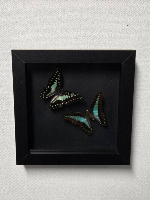 Graphium doson & Graphium sarpedon