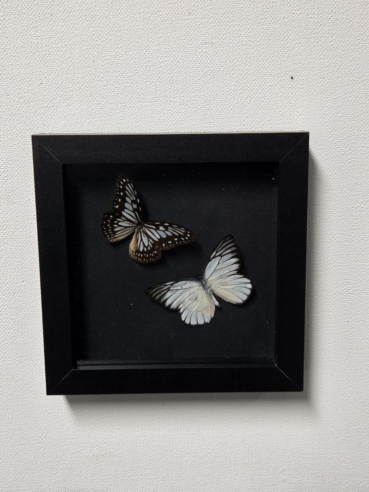 Ideopsis juventa & Prioneris philonome