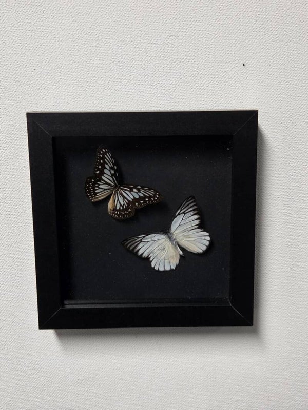 Ideopsis juventa & Prioneris philonome
