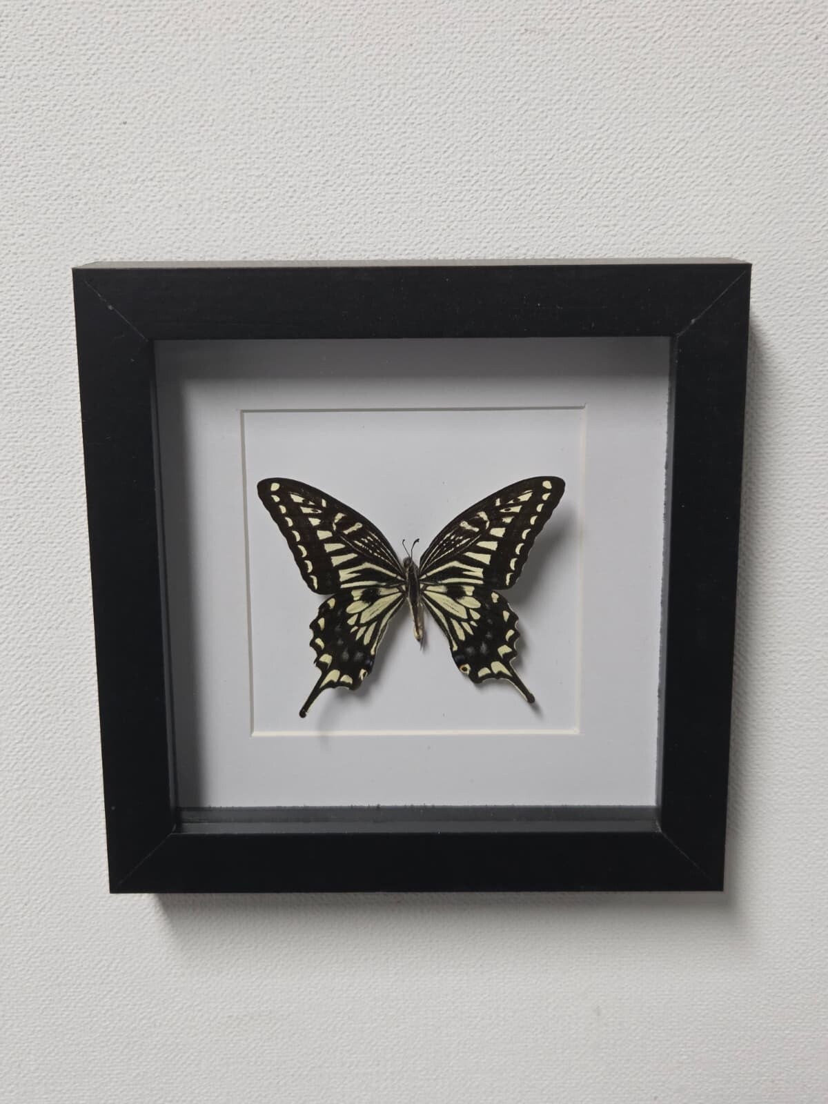 Papilio xuthus,  Aziatische koninginnepage