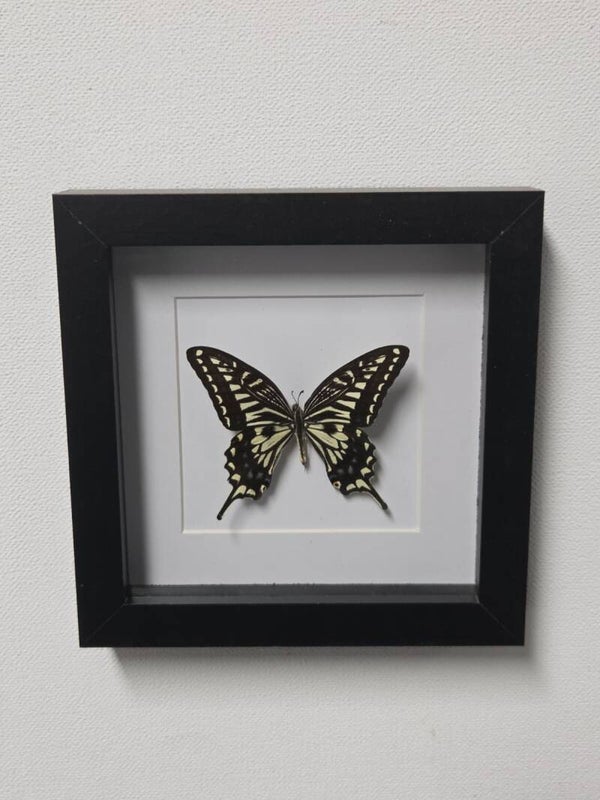 Papilio xuthus,  Aziatische koninginnepage