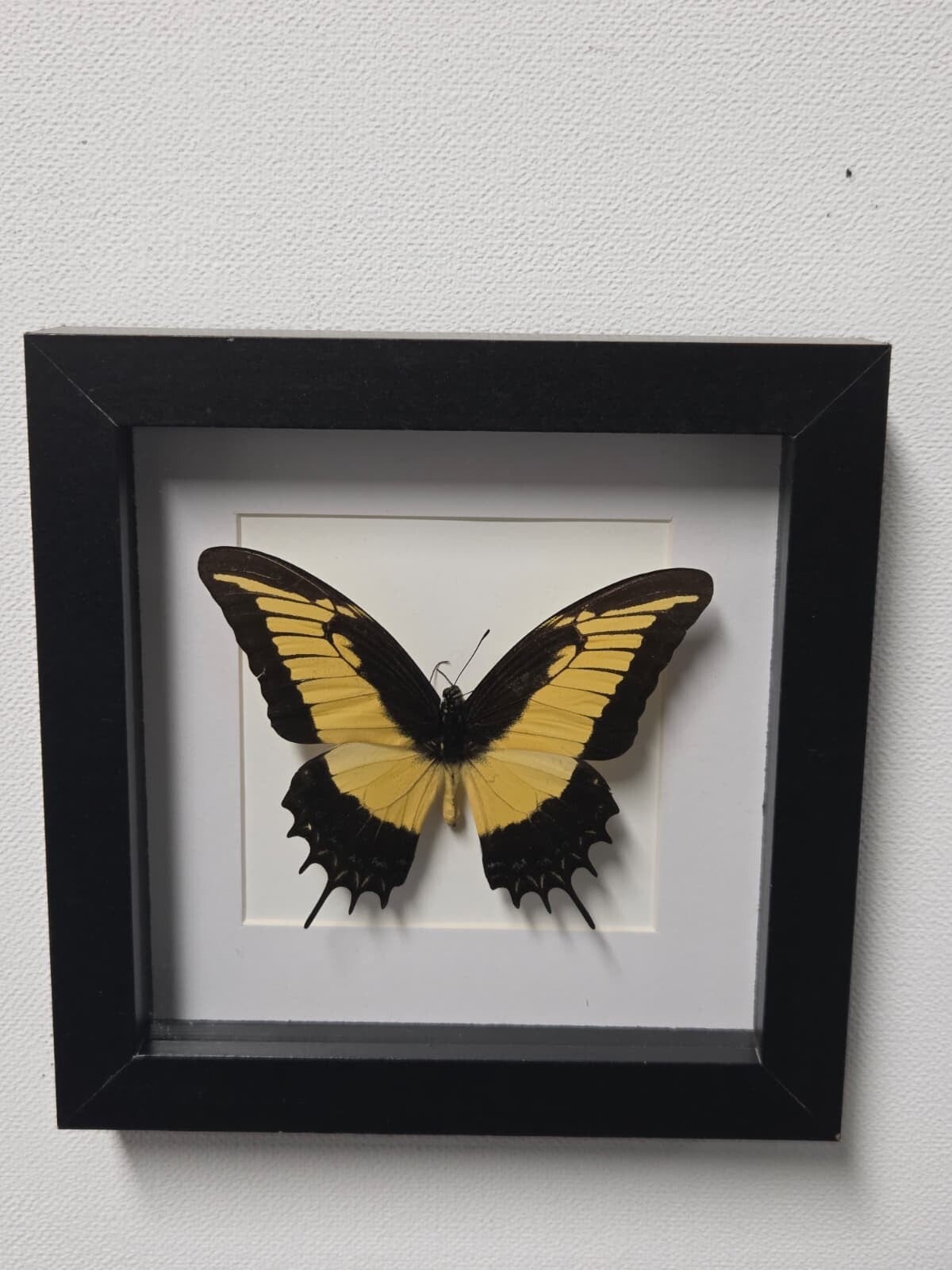 Papilio Androgeus