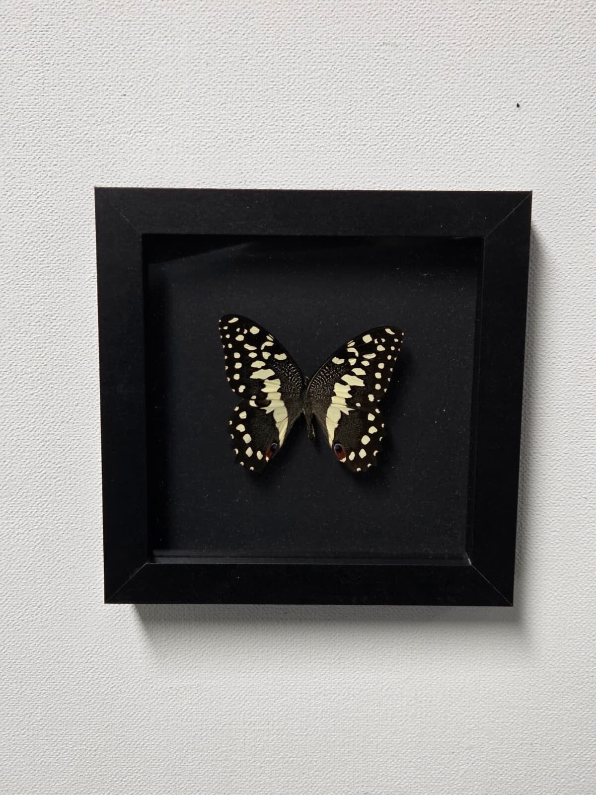 Papilio demodocus, Citrusvlinder