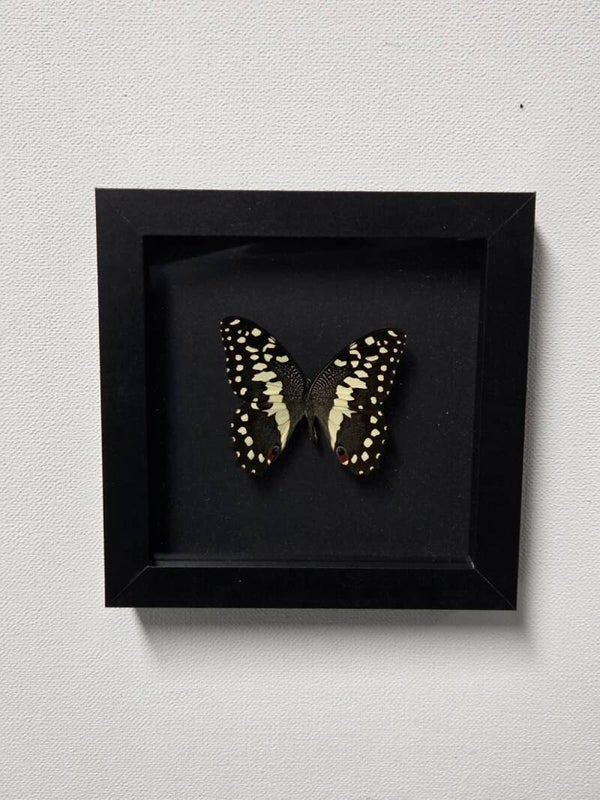 Papilio demodocus, Citrusvlinder