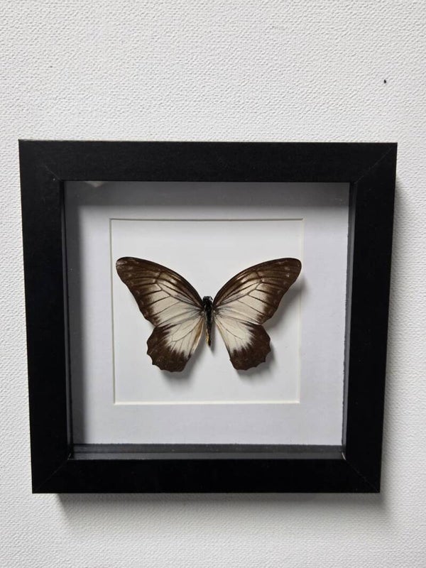 Graphium encelades