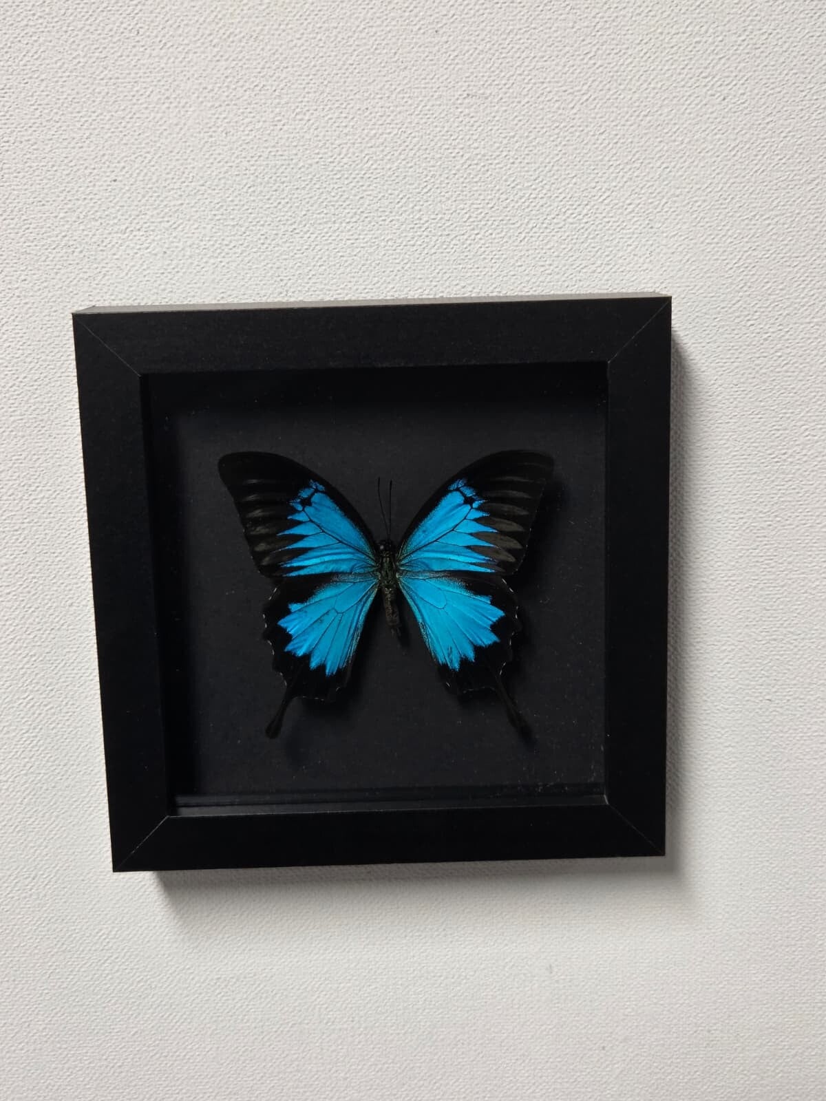 Papilio Ulysses