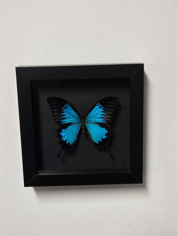 Papilio Ulysses