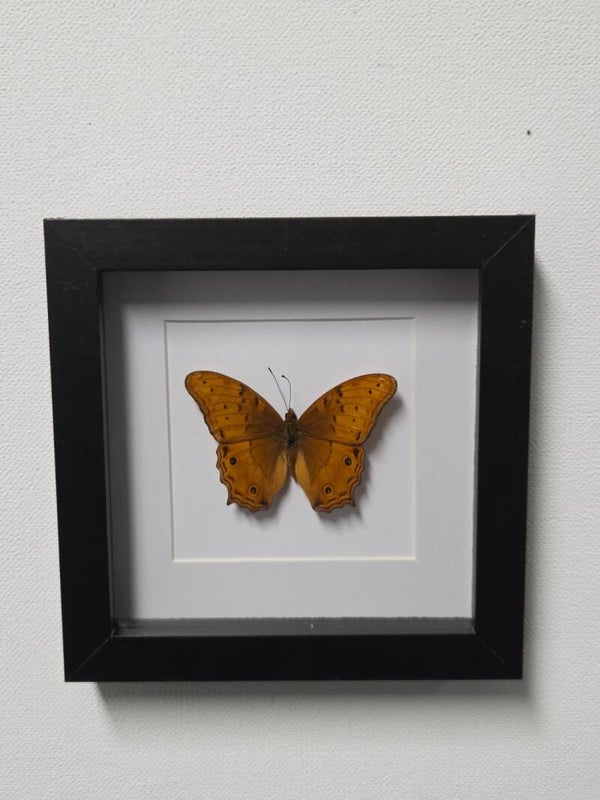 Vindula arsinoe, Cruiser vlinder