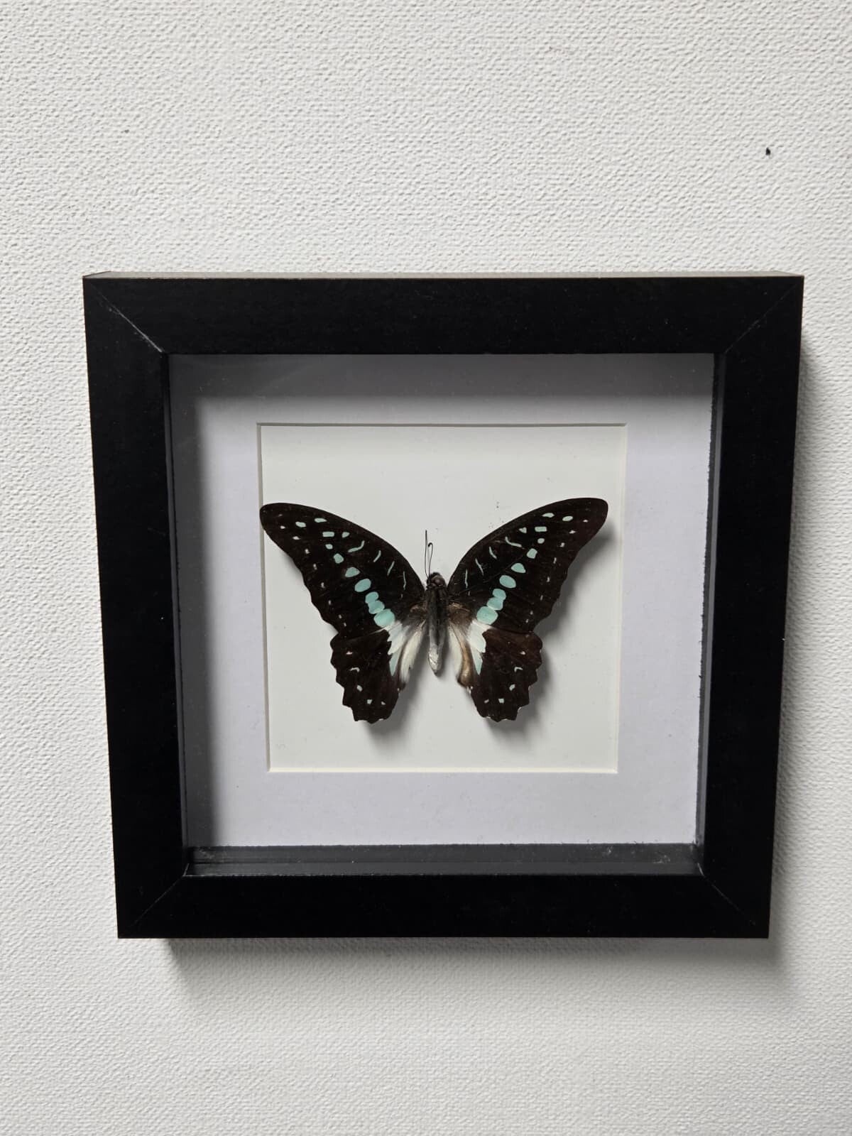 Graphium Doson