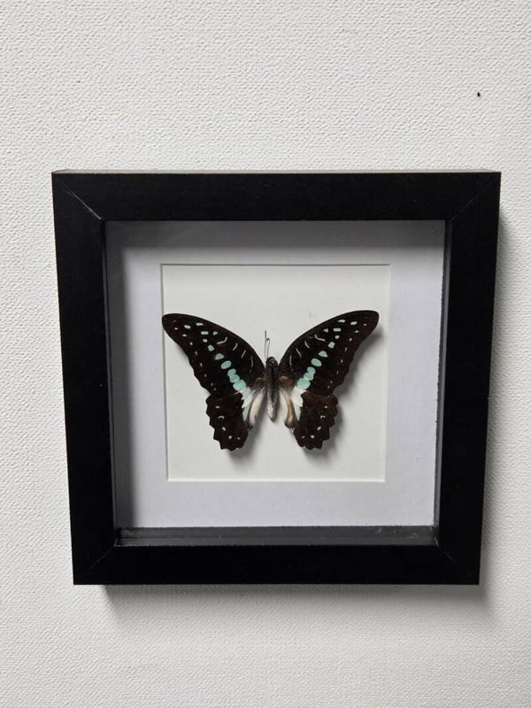 Graphium Doson