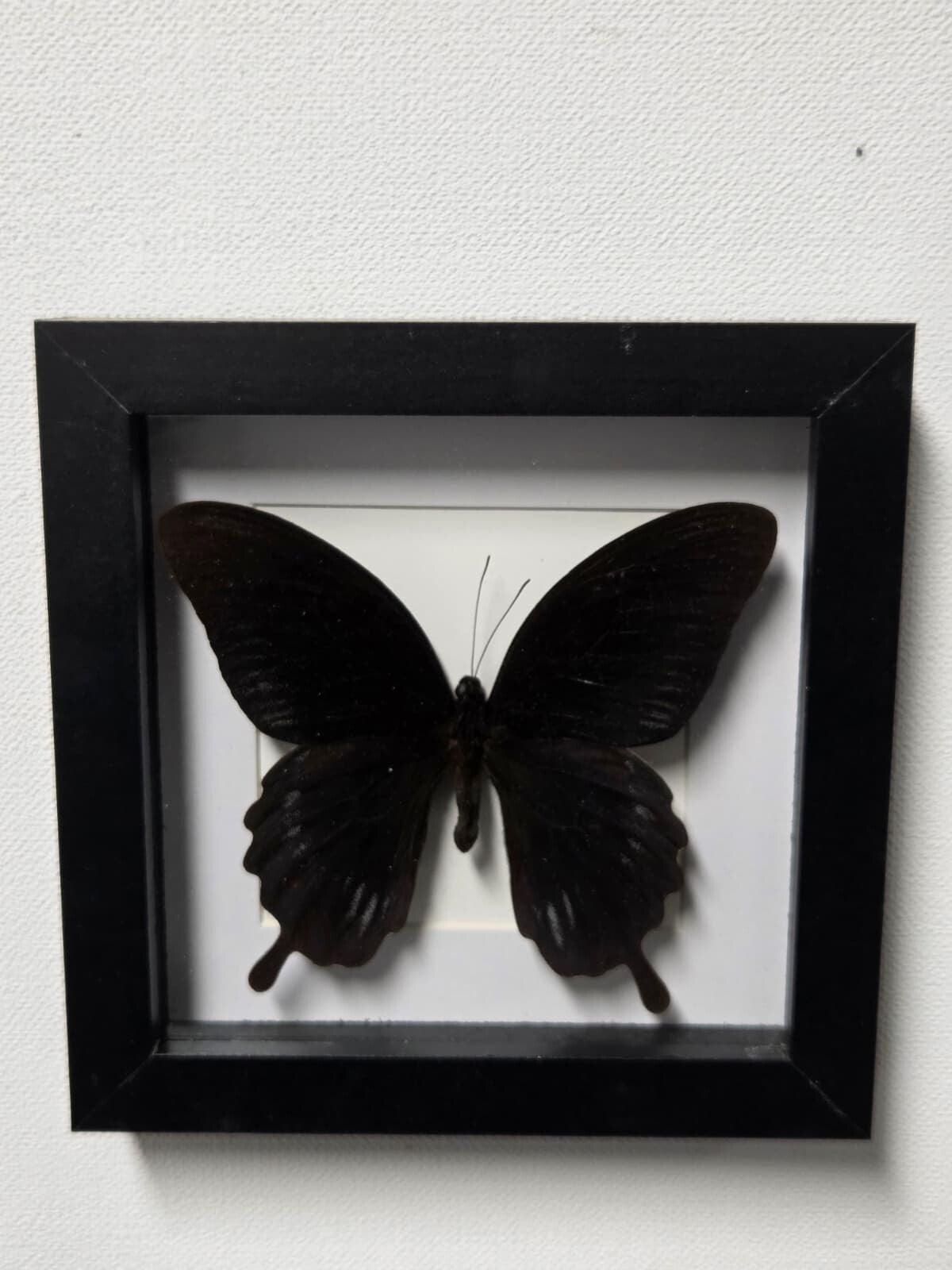 Papilio deiphobus