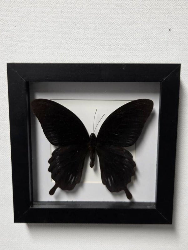 Papilio deiphobus