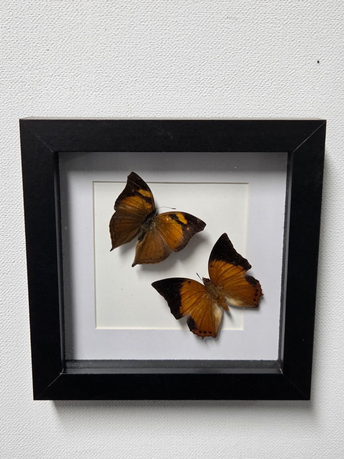 Doleschallia bisaltide, Autumn leaf & Charaxes bernardus