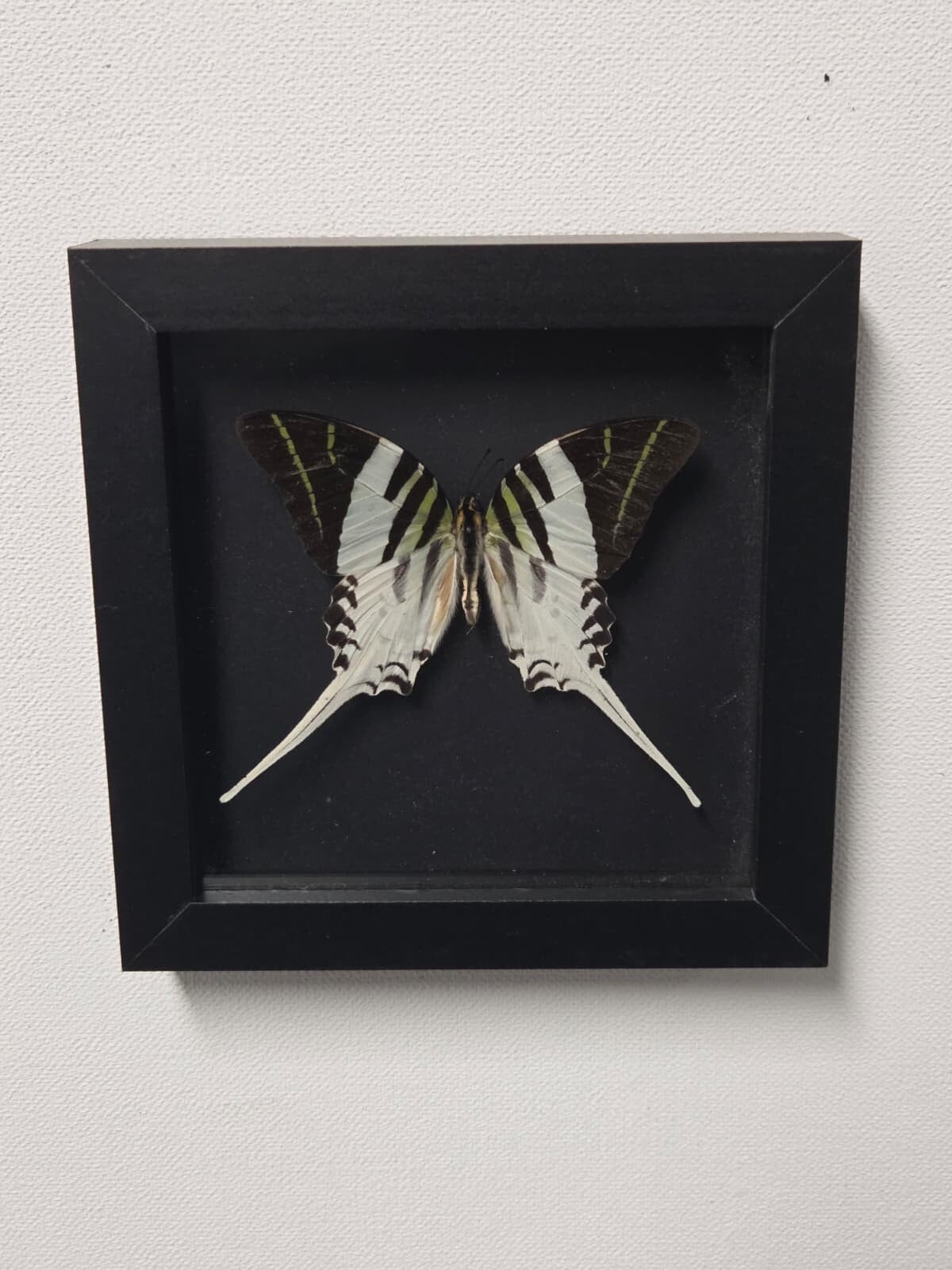 Graphium androcles