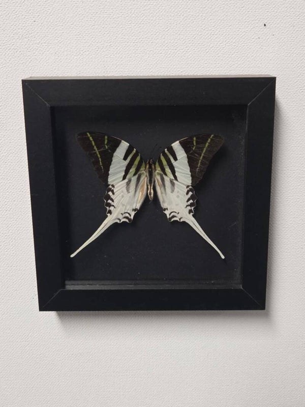 Graphium androcles