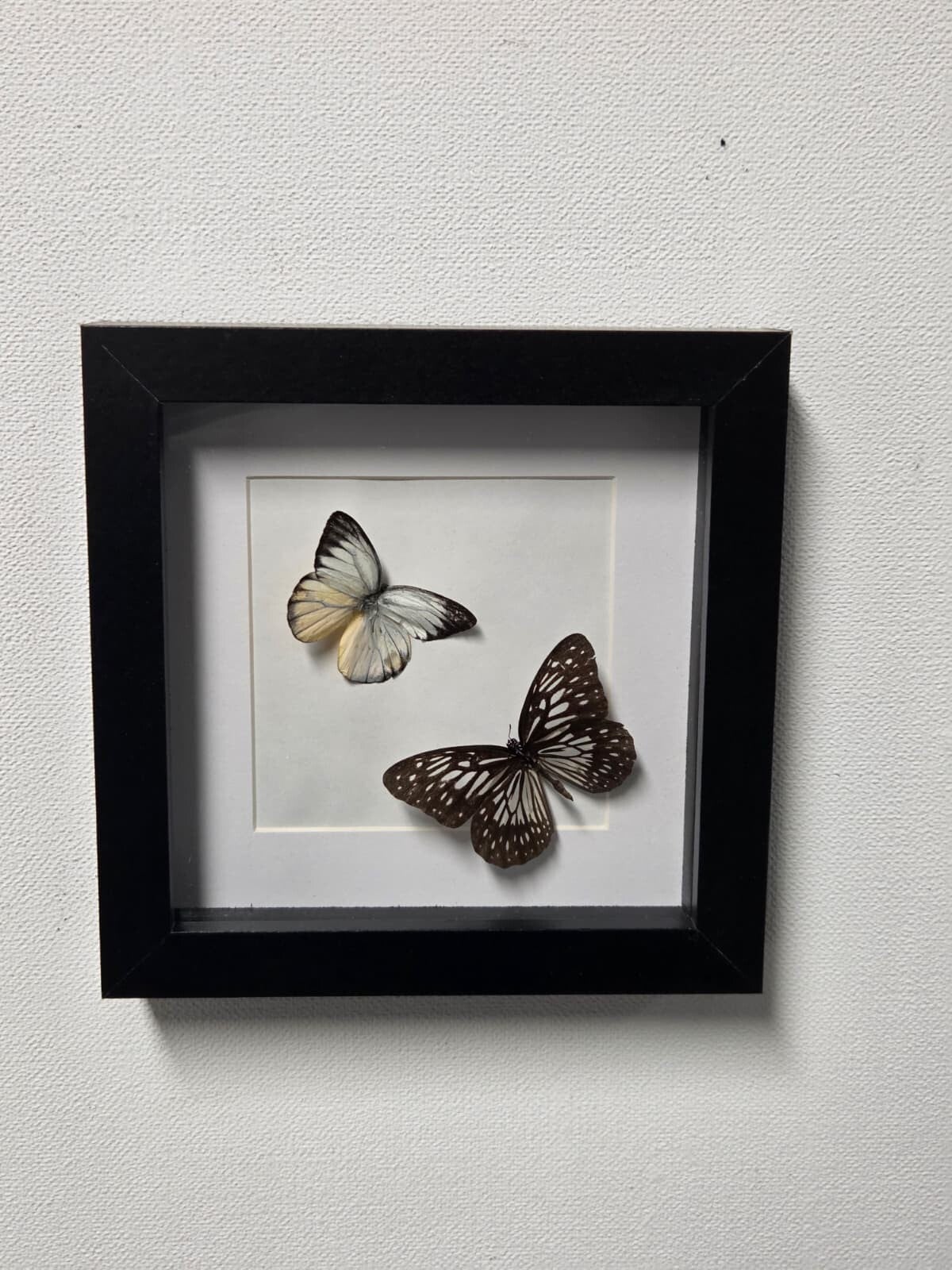 Delias hyparete & Tirumala hamata