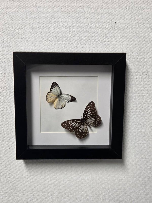 Delias hyparete & Tirumala hamata
