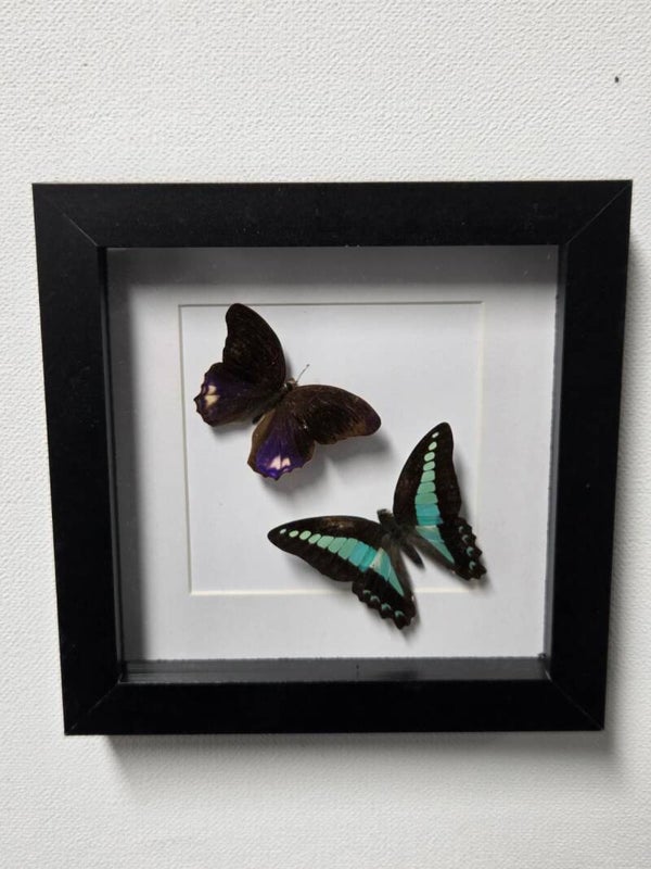 Terinos terpander & Graphium Sarpedon