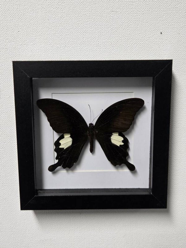 Papilio nephelus