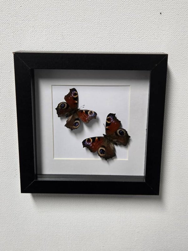 2x Aglais io, Dagpauwoog