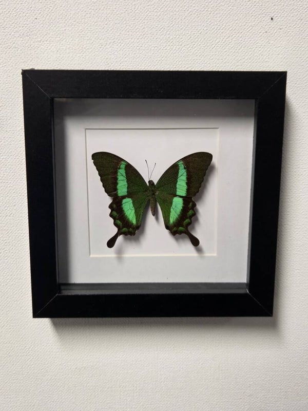 Papilio deadalus