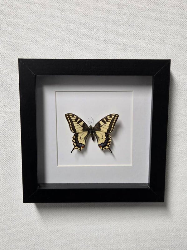 Papilio machaon, Koninginnepage